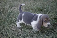JED, a male Basset Hound for sale in Memphis, MO – Photo 3 of 10