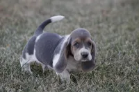 JED, a male Basset Hound for sale in Memphis, MO – Photo 10 of 10