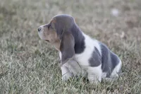 JED, a male Basset Hound for sale in Memphis, MO – Photo 4 of 10