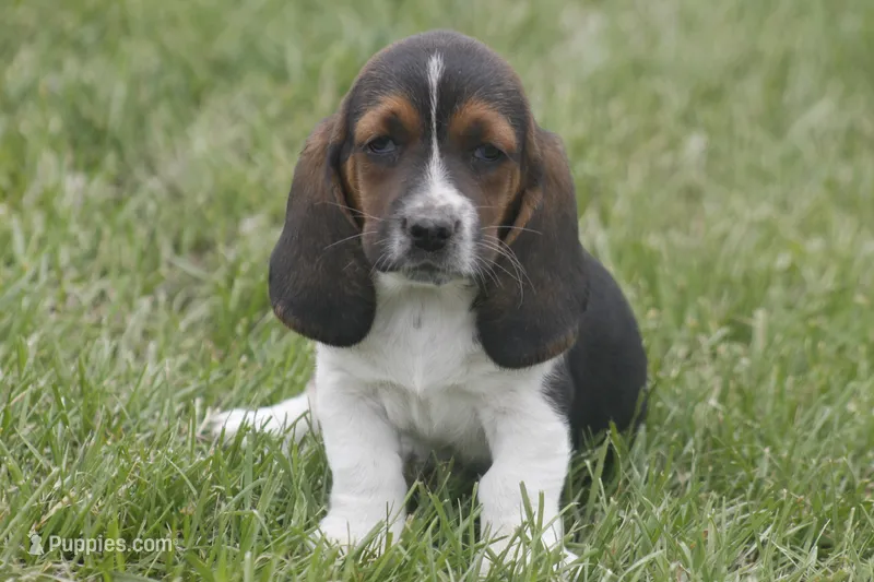 FAY, a female Basset Hound for sale in Memphis, MO – Photo 1 of 1