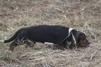 JAN, a female Basset Hound for sale in Memphis, MO – Photo 6 of 10