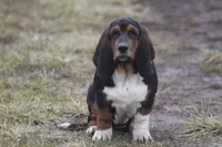 JAN, a female Basset Hound for sale in Memphis, MO – Photo 1 of 10