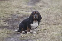 JAN, a female Basset Hound for sale in Memphis, MO – Photo 10 of 10