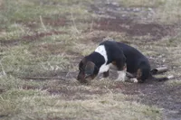 JAN, a female Basset Hound for sale in Memphis, MO – Photo 9 of 10