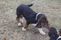JAN, a female Basset Hound for sale in Memphis, MO – Photo 7 of 10