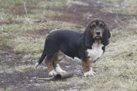 JAN, a female Basset Hound for sale in Memphis, MO – Photo 5 of 10