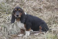 JAN, a female Basset Hound for sale in Memphis, MO – Photo 8 of 10