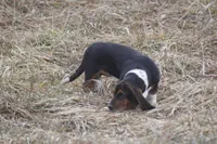JAN, a female Basset Hound for sale in Memphis, MO – Photo 3 of 10