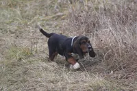 JAN, a female Basset Hound for sale in Memphis, MO – Photo 4 of 10
