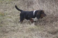 JAN, a female Basset Hound for sale in Memphis, MO – Photo 2 of 10