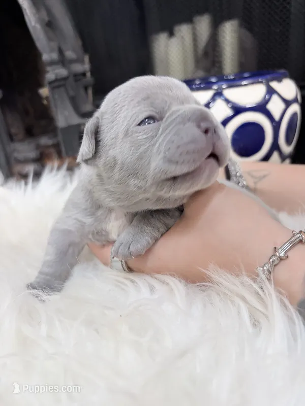 Lemon – French Bulldog puppy for sale in Port Orange, FL