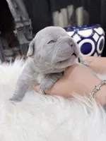 Lemon, a female French Bulldog for sale in Port Orange, FL – 1 of 5