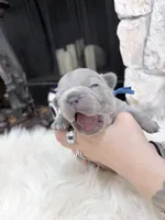 Drop, a female French Bulldog for sale in Port Orange, FL – 5 of 5