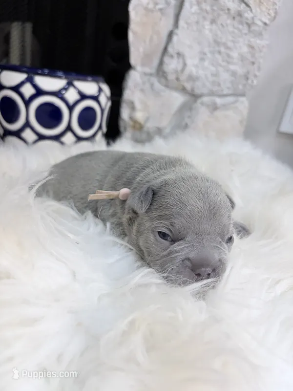 Lavender – French Bulldog puppy for sale in Port Orange, FL