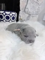 Lavender, a female French Bulldog for sale in Port Orange, FL – 1 of 4
