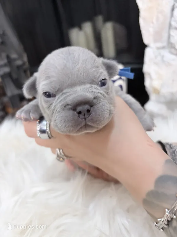 Drop – French Bulldog puppy for sale in Port Orange, FL