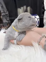 Lemon, a female French Bulldog for sale in Port Orange, FL – 2 of 5
