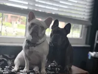 Lavender, a female French Bulldog for sale in Port Orange, FL – 2 of 4
