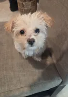 BELLA, a female Maltipoo for sale in Menifee, CA – 2 of 3