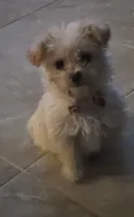 BELLA, a female Maltipoo for sale in Menifee, CA – 3 of 3