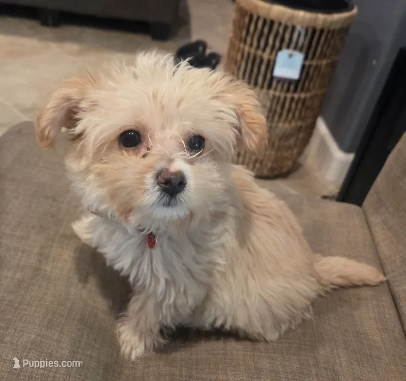 BELLA – Maltipoo puppy for sale in Menifee, CA