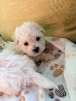 Kassie, a female Maltipoo for sale in Ocala, FL – 2 of 2