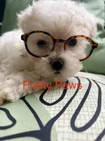 Kingston , a male Maltipoo for sale in Ocala, FL – 1 of 4