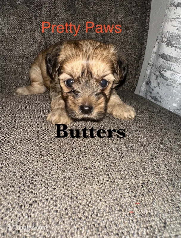 Butters, a male Morkie for sale in Ocala, FL – 1 of 1