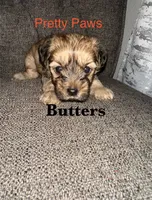 Butters, a male Morkie for sale in Ocala, FL – 1 of 1