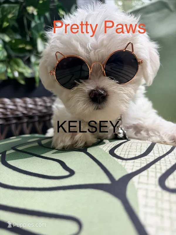Kelsey – Maltipoo puppy for sale in Ocala, FL