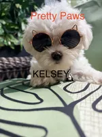 Kelsey, a female Maltipoo for sale in Ocala, FL – 1 of 2