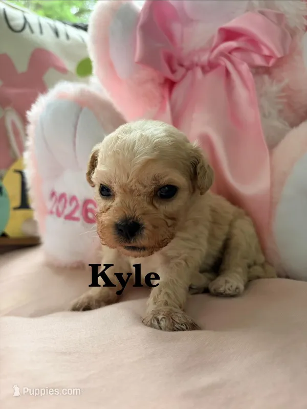Kyle, a male Maltipoo for sale in Ocala, FL – Photo 1 of 1
