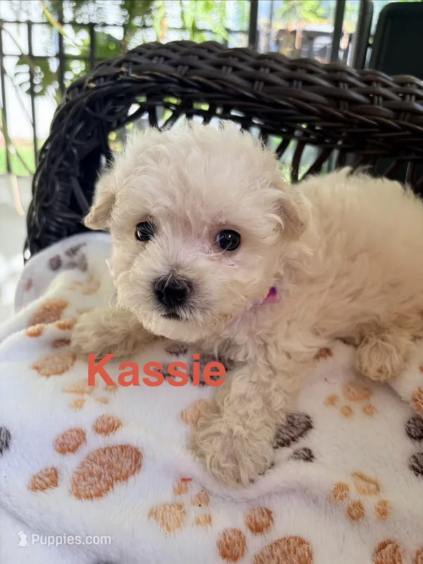 Kassie – Maltipoo puppy for sale in Ocala, FL