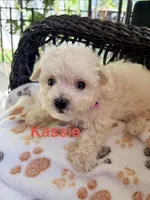 Kassie, a female Maltipoo for sale in Ocala, FL – 1 of 2