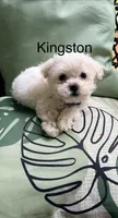 Kingston , a male Maltipoo for sale in Ocala, FL – 2 of 4