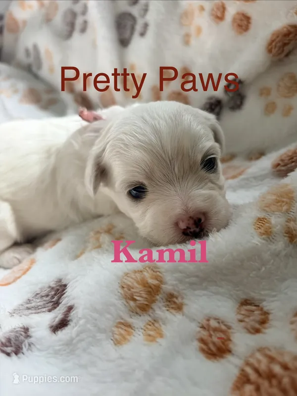 Kamil – Maltipoo puppy for sale in Ocala, FL