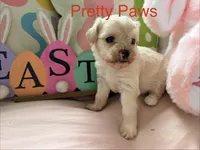 April, a female Maltipoo for sale in Ocala, FL – Photo 2 of 3
