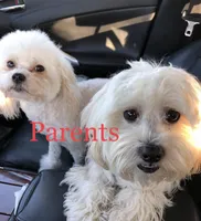 April, a female Maltipoo for sale in Ocala, FL – Photo 3 of 3