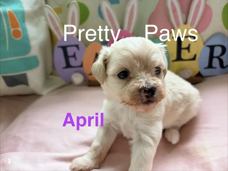 April – Maltipoo puppy for sale in Ocala, FL