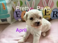 April, a female Maltipoo for sale in Ocala, FL – Photo 1 of 3