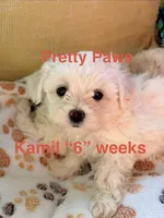 Kamil, a female Maltipoo for sale in Ocala, FL – 2 of 3