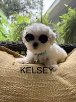 Kelsey, a female Maltipoo for sale in Ocala, FL – 2 of 2