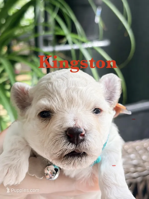 Kingston , a female Maltipoo for sale in Ocala, FL – 1 of 2