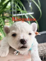 Kingston , a female Maltipoo for sale in Ocala, FL – 1 of 2