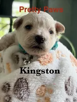 Kingston , a female Maltipoo for sale in Ocala, FL – 2 of 2