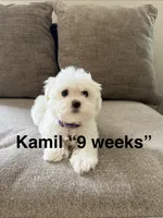Kamil, a female Maltipoo for sale in Ocala, FL – 3 of 3