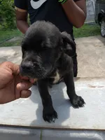 No name , a male Cane Corso for sale in Gadsden, AL – 4 of 7