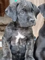 No name , a male Cane Corso for sale in Gadsden, AL – 2 of 7
