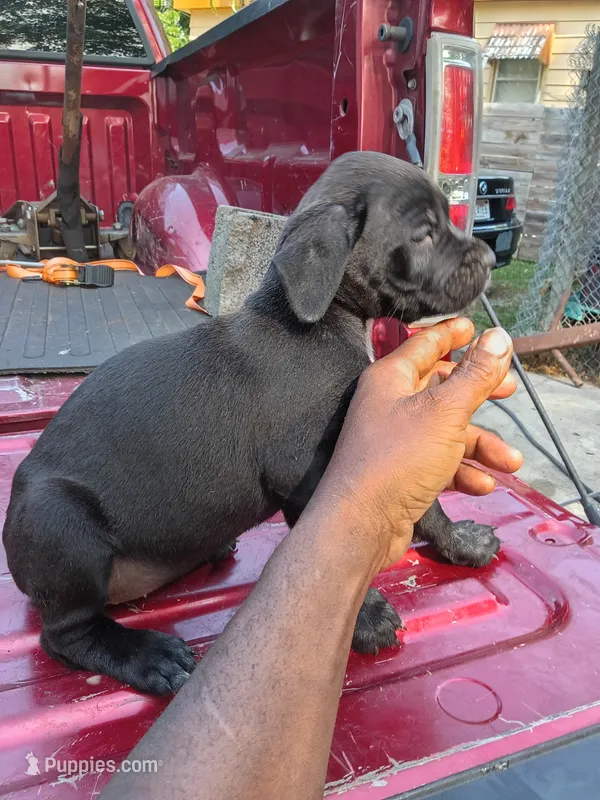 Girl 1 – Cane Corso puppy for sale in Gadsden, AL
