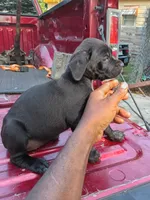 Girl 1, a female Cane Corso for sale in Gadsden, AL – 1 of 1